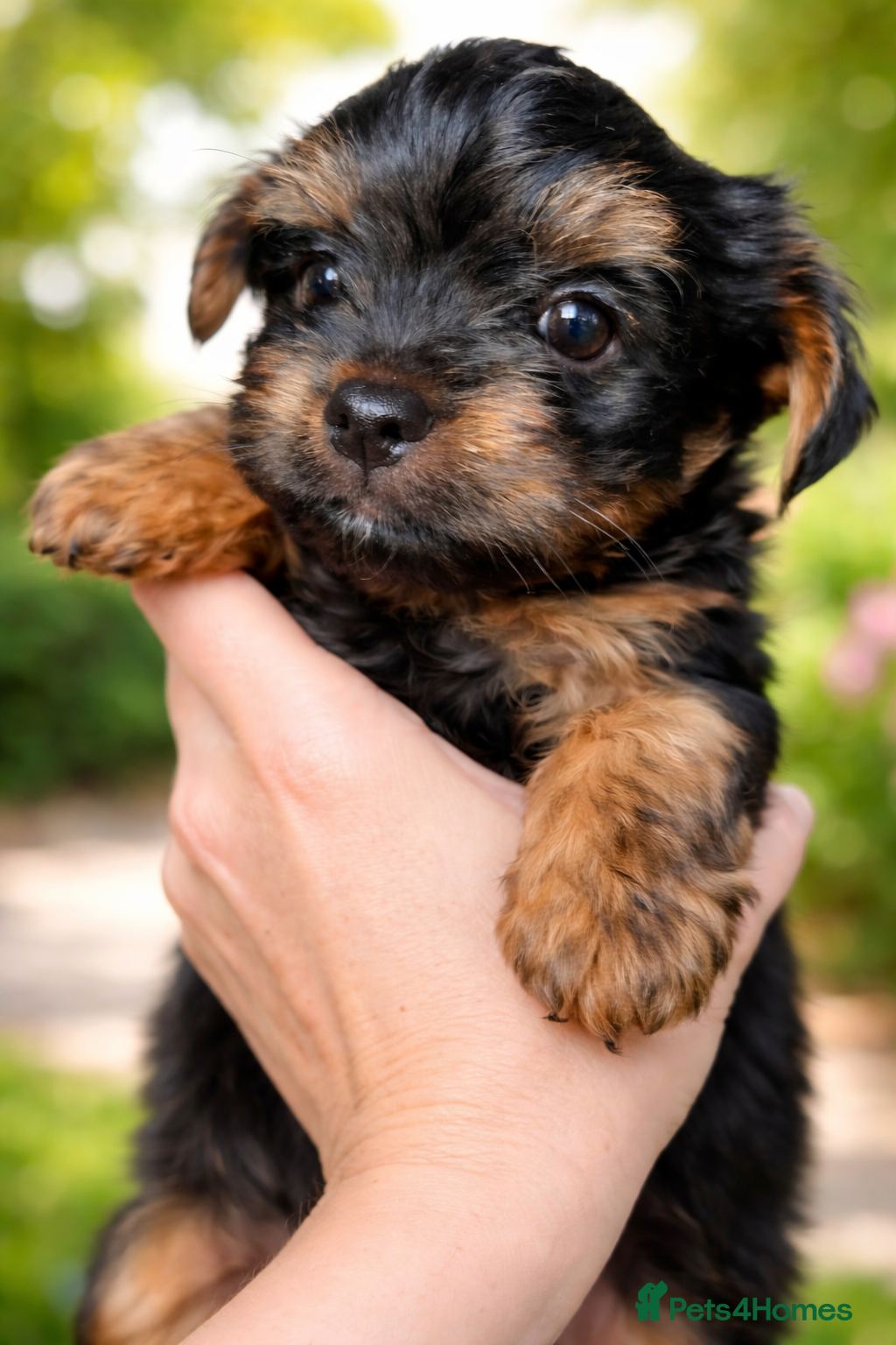 Yorkshire Terrier dogs Yorkshire Terrier Puppies–Vaccinated& Microchipped - Advert 17