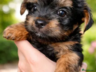 Yorkshire Terrier dogs Yorkshire Terrier Puppies–Vaccinated& Microchipped - Advert 17