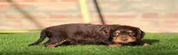Cocker Spaniel dogs for sale: Beautiful pups in Durham - Advert 24