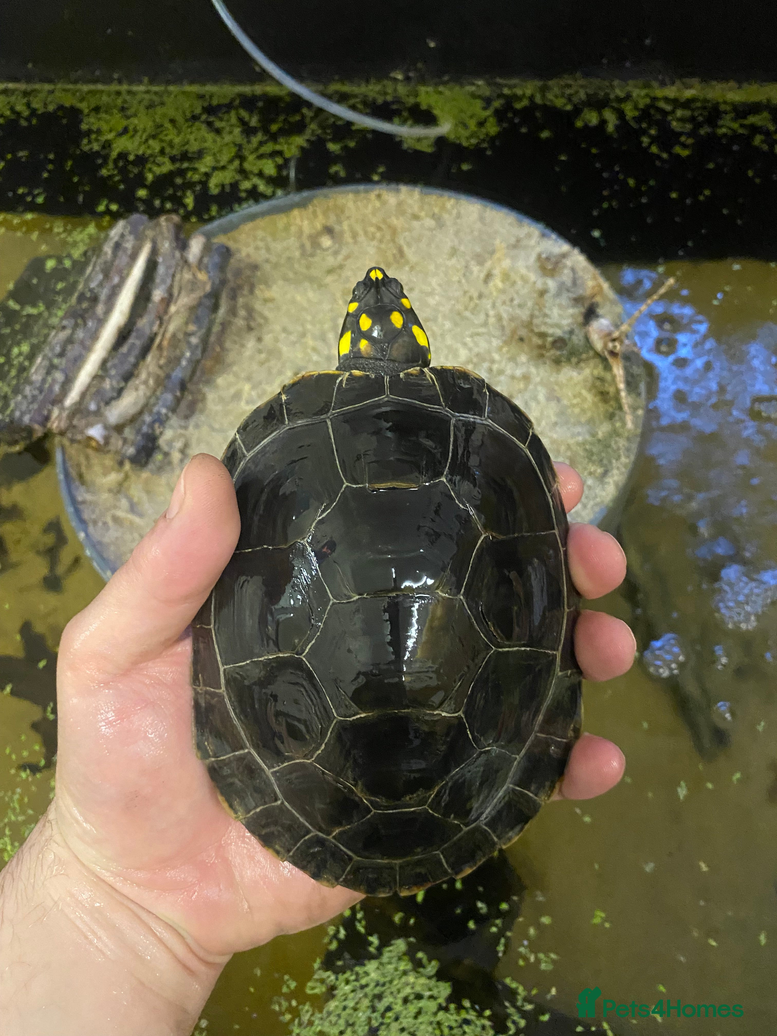 Turtle reptiles Yellow spotted Amazon river turtle  - Advert 15