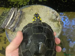 Turtle reptiles Yellow spotted Amazon river turtle - Advert 19