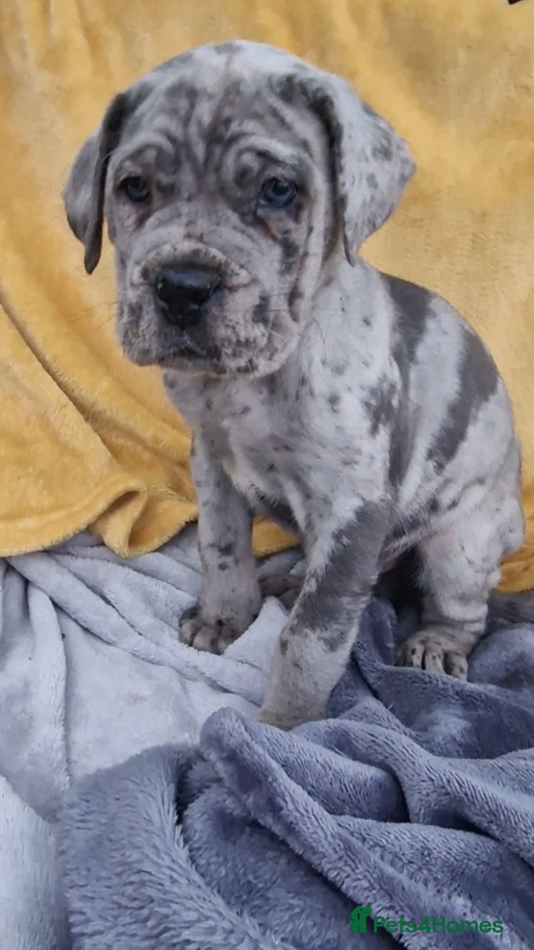 Mixed Breed dogs for sale: Cane Corso X Neapolitan Mastiff mix pups for sale - Advert 13