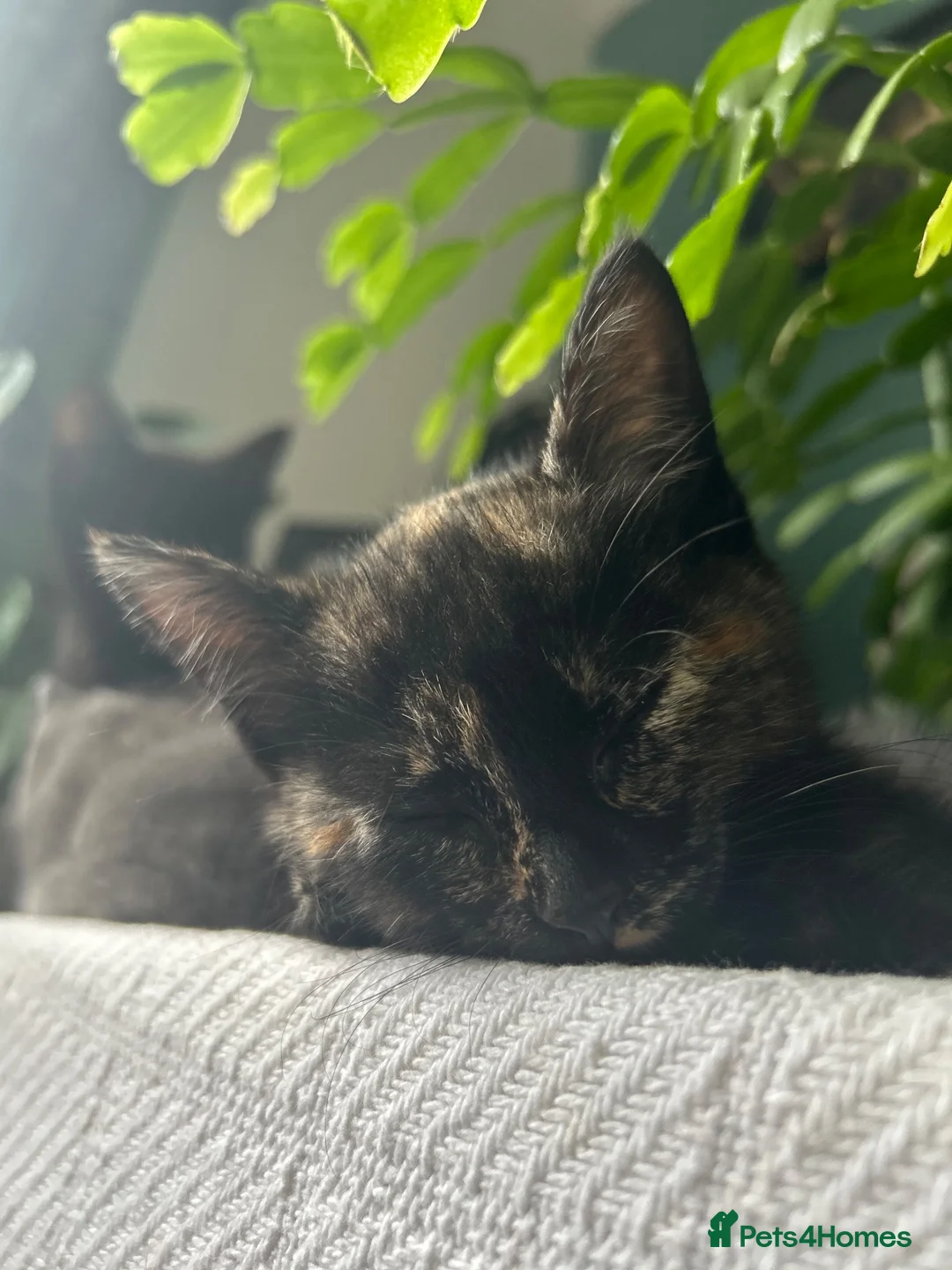 Mixed Breed cats for sale: Sweet sociable kittens - Advert 2