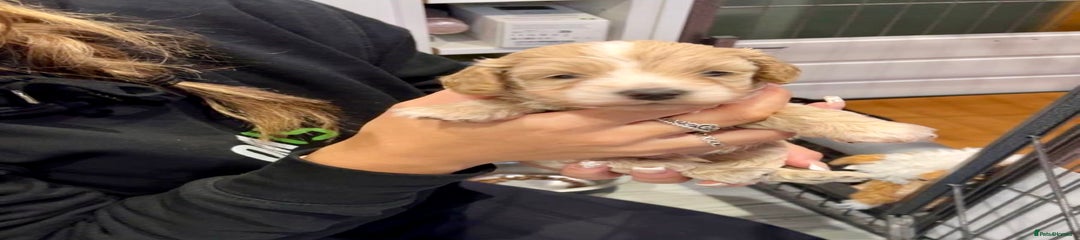 Cockapoo Puppy 4