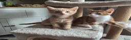 Mixed Breed cats for sale: Kittens for sale in Northwich - Advert 5