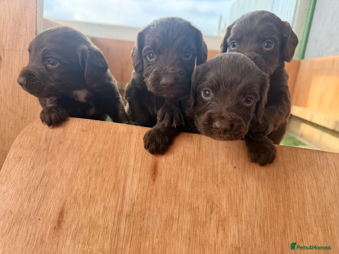 Sprocker dogs for sale: Sprocker Spaniel Puppies in Dunfermline - Advert 2