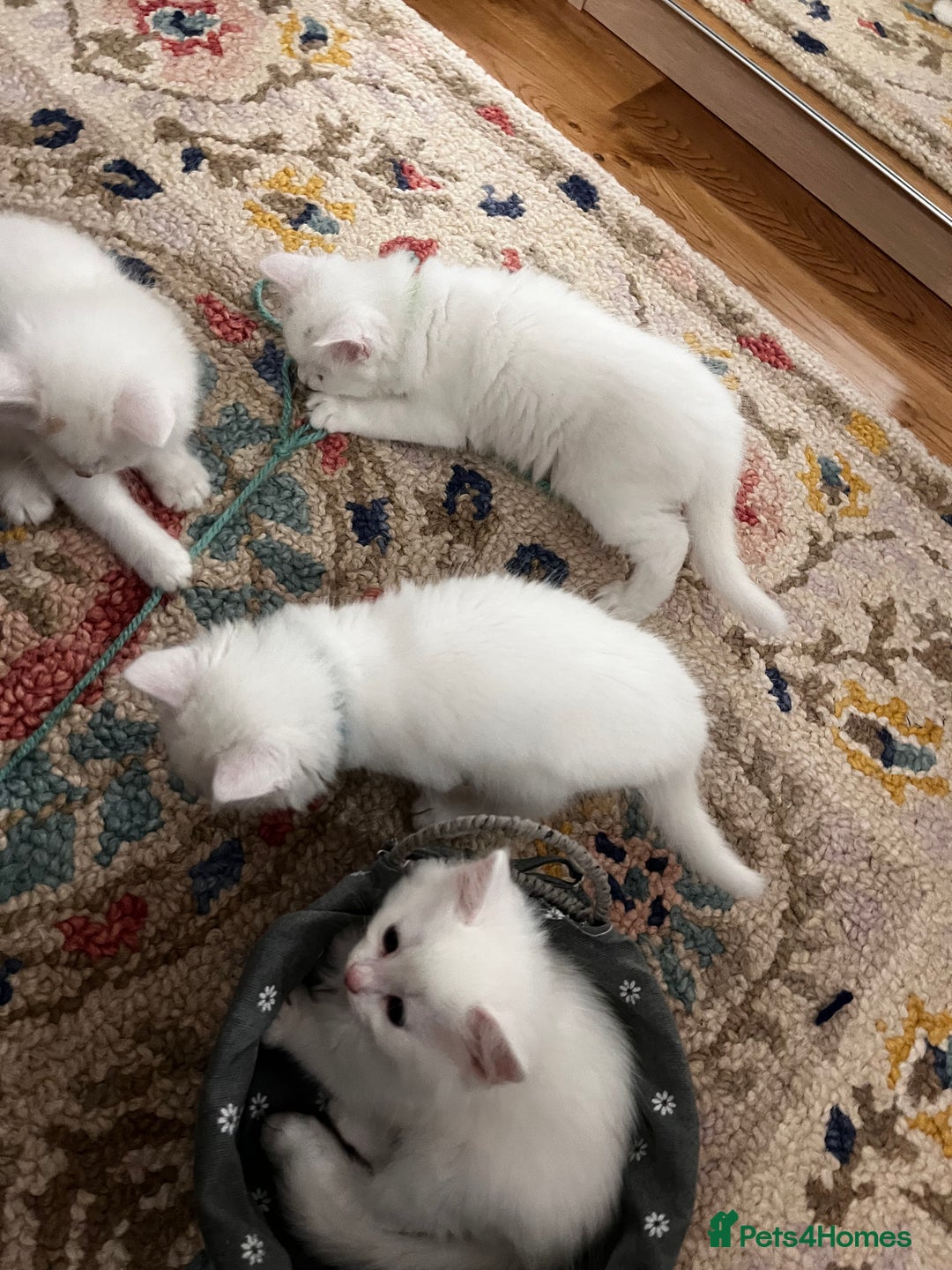 Turkish Angora cats for sale: Turkish Angora Longhair kittens - Advert 8