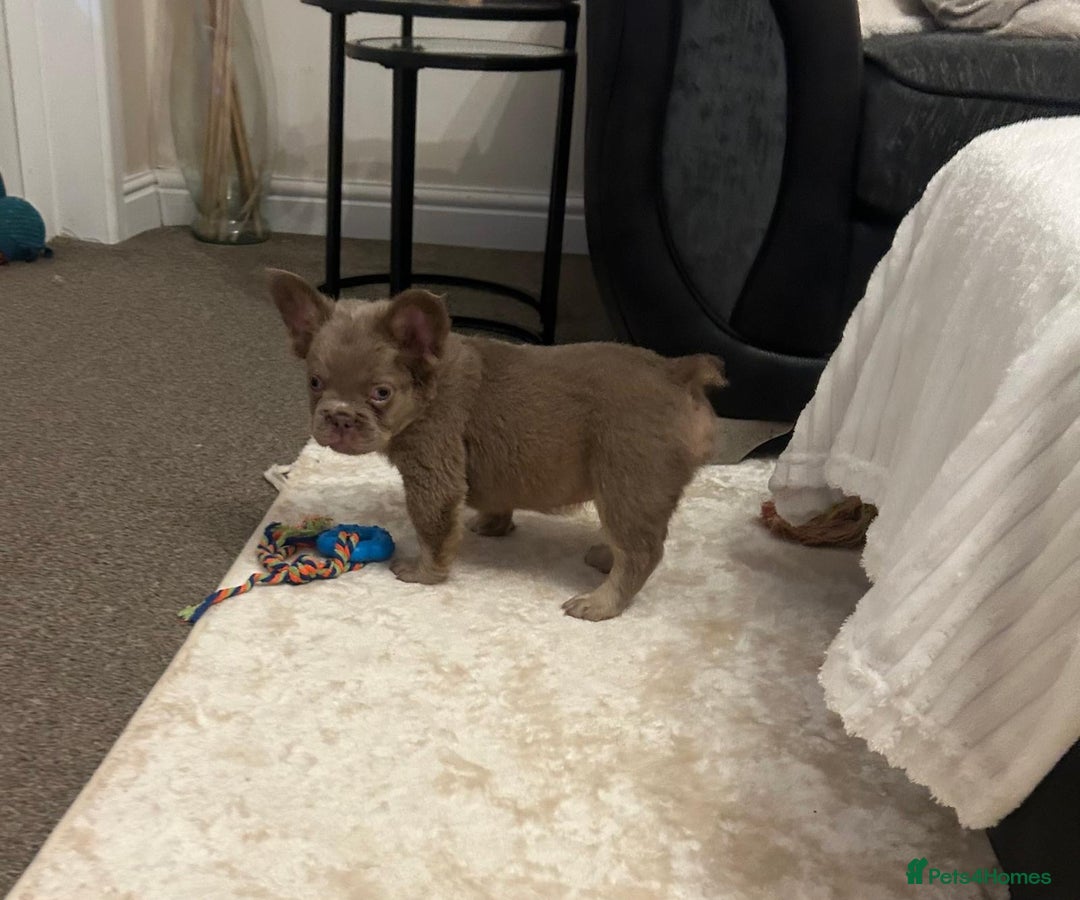 French Bulldog dogs for sale: Kc registered french bulldog puppy’s Isabella  - Image 5