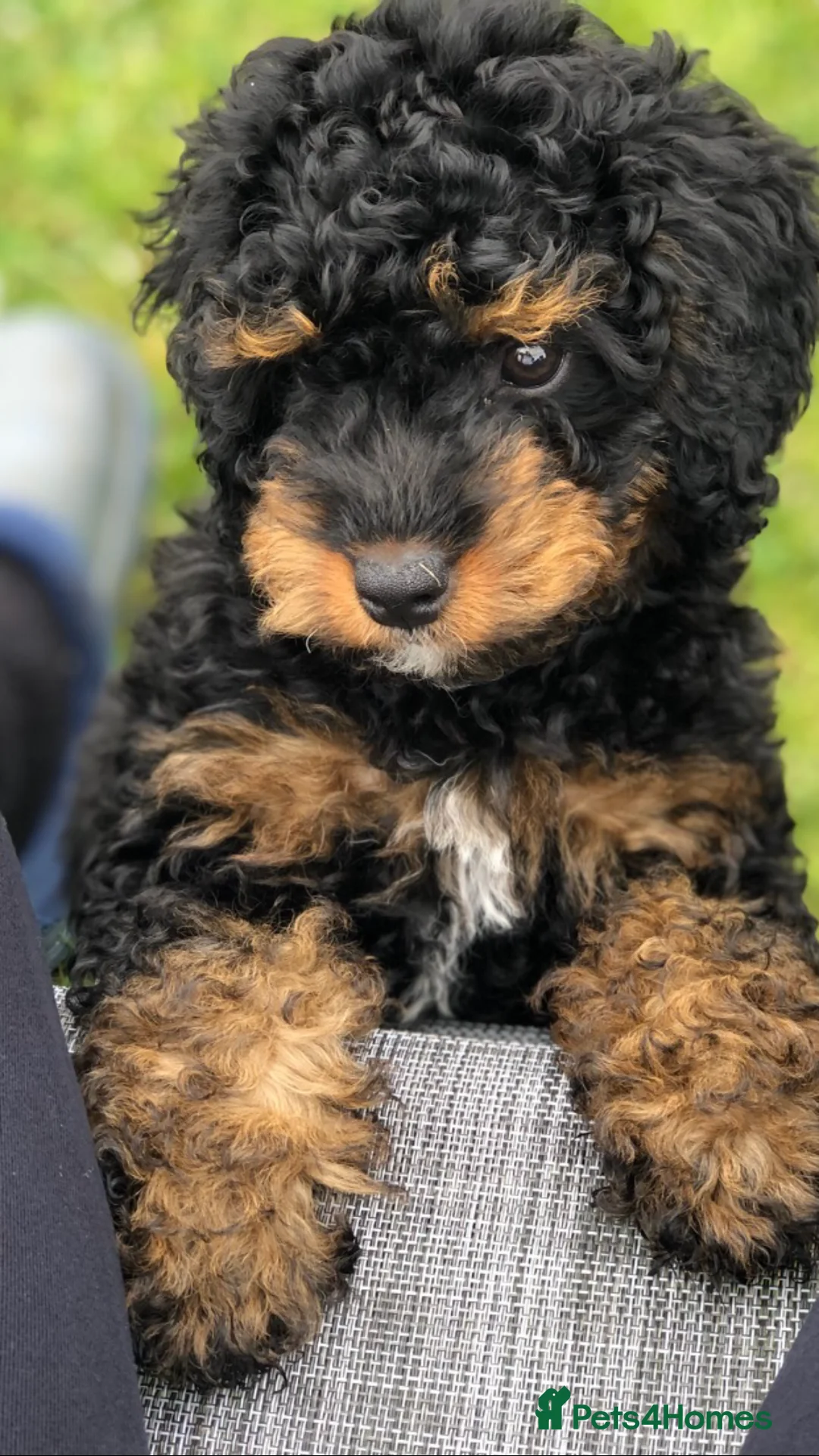 Toy Poodle dogs for stud: Proven Toy Poodle For Stud in Canterbury - Advert 14