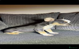 French Bulldog dogs for sale: Premium French Bulldog Puppies  - Advert 9