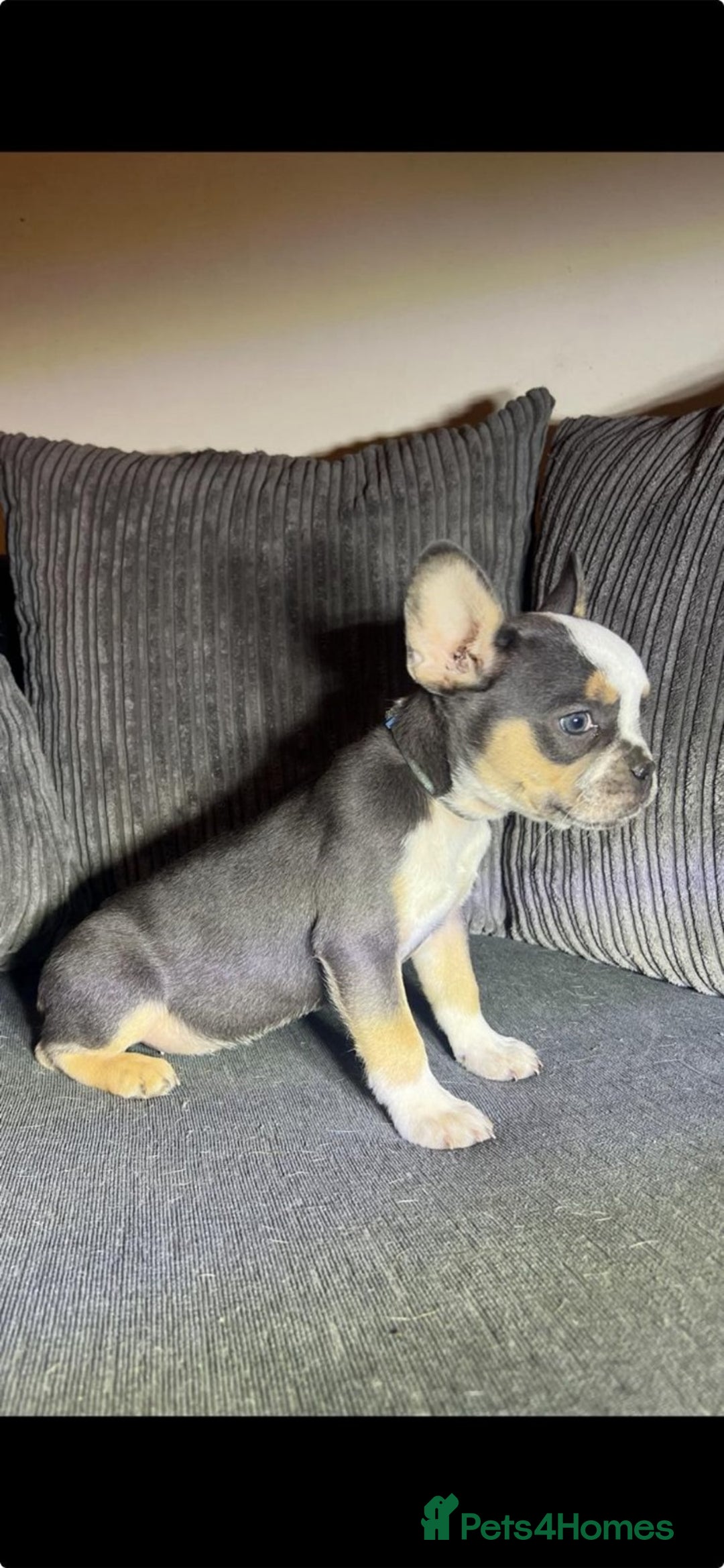 French Bulldog dogs for sale: Premium French Bulldog Puppies  - Advert 9