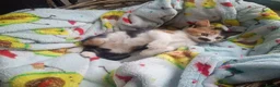 Mixed Breed cats for sale: Litter of 5 kittens  - Advert 7