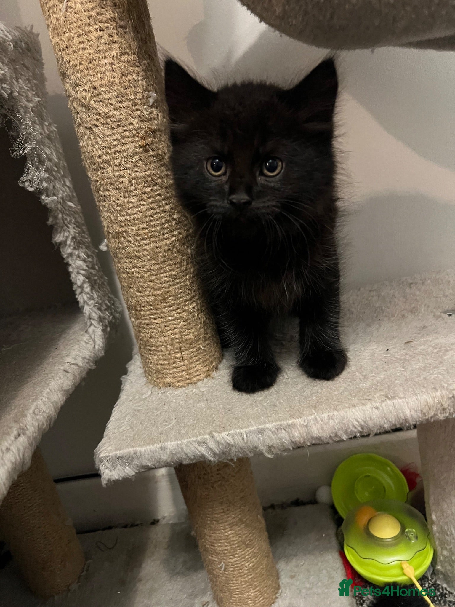 Mixed Breed cats 🐾Mixed-Breed Kittens Looking for Loving Homes! 🐾 - Advert 18