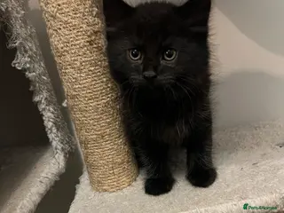 Mixed Breed cats 🐾Mixed-Breed Kittens Looking for Loving Homes! 🐾 - Advert 18