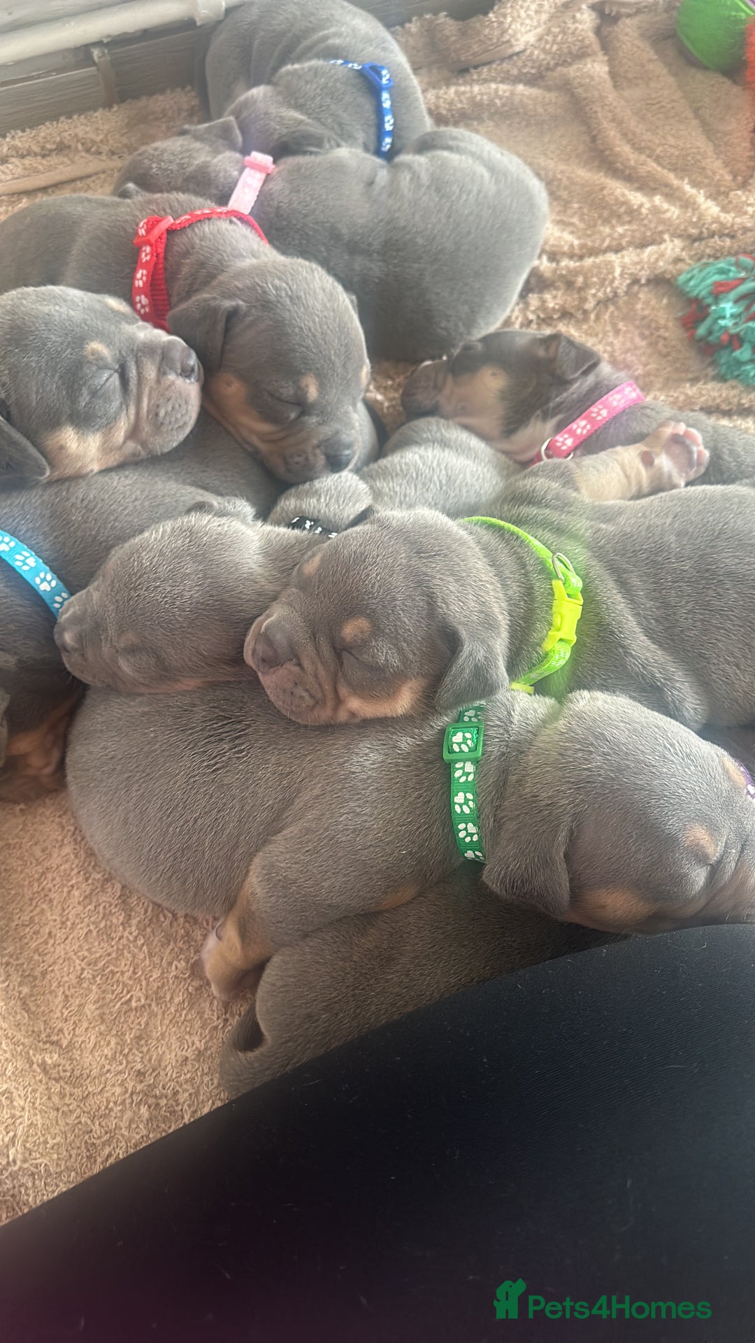 American Bully dogs for sale: Pocket Bullies ( not banned breed) - Image 32