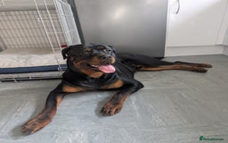 Rottweiler dogs for sale: 1 year 6 month rottweiler needs urgent rehoming - Image 3