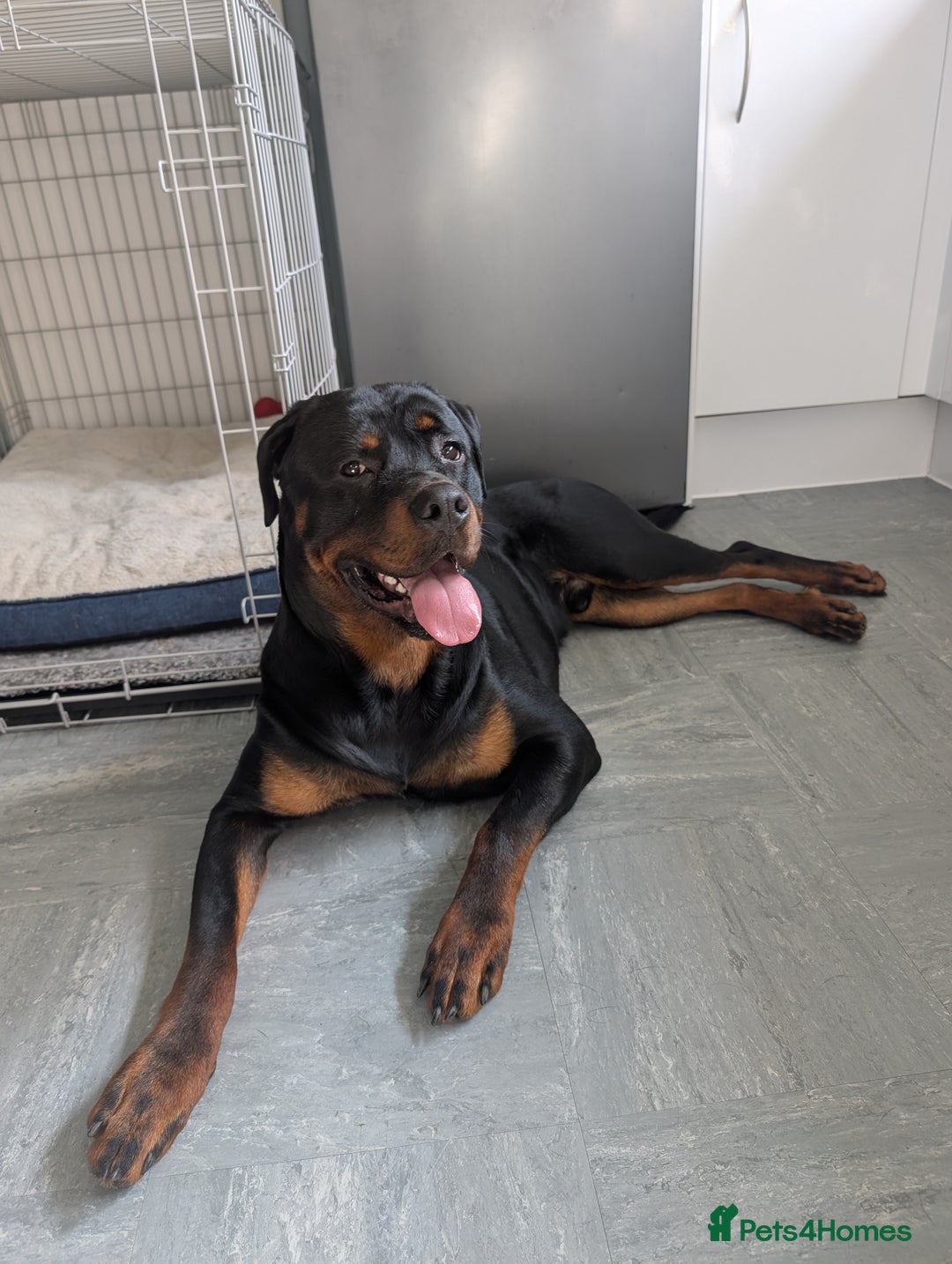 Rottweiler dogs for sale: 1 year 6 month rottweiler needs urgent rehoming - Image 3