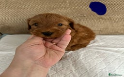 Cockapoo dogs for sale: Outstanding Cockapoos Puppies. 4 boys💙 2 girls 💗 - Image 28