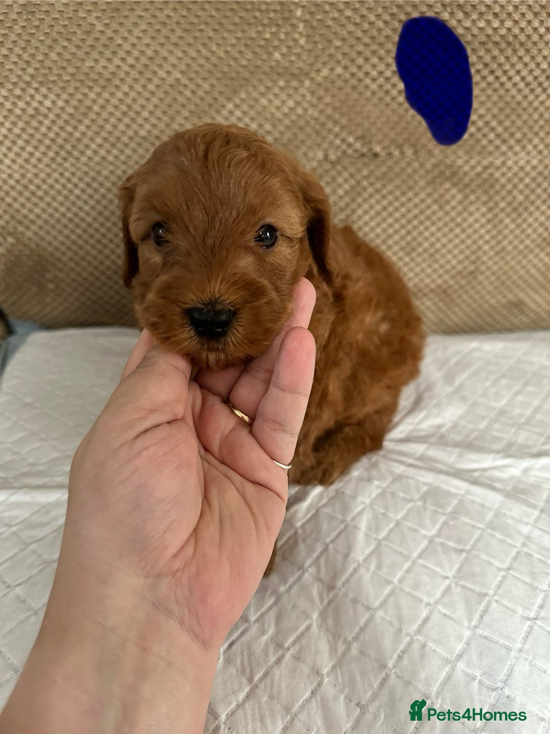 Cockapoo dogs for sale: Outstanding Cockapoos Puppies. 4 boys💙 2 girls 💗 - Image 28