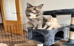 Maine Coon cats for sale: 2 Cream MC kittens ready for their fur-ever homes - Image 7