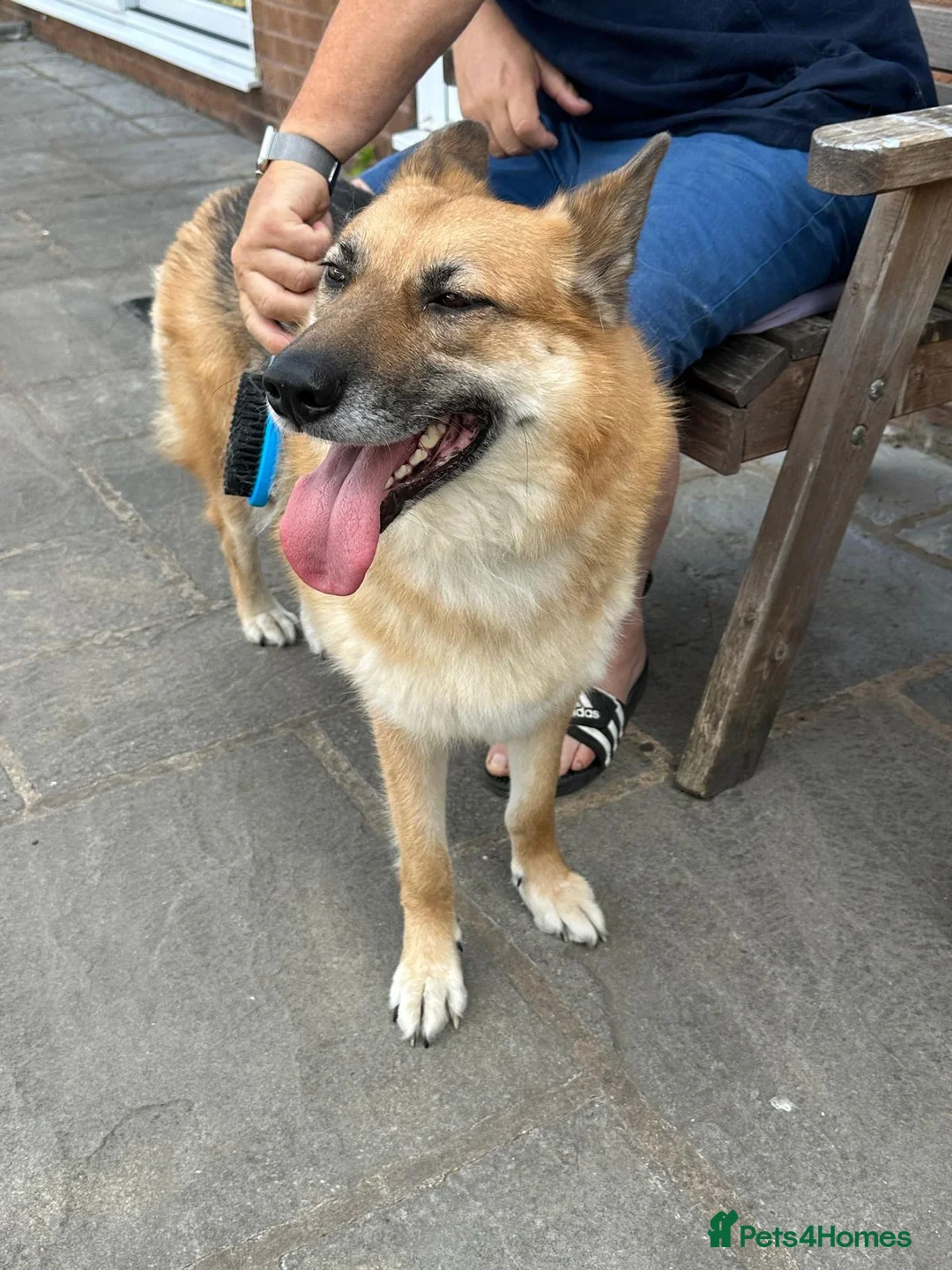 Mixed Breed dogs for adoption: ❤️LEIA❤️-loyal 5 yo GSD ready for true home - Advert 7