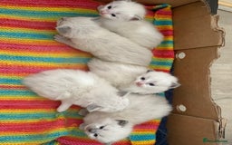 Ragdoll cats for sale: 5 beautiful GCCF Ragdoll kittens - Image 11