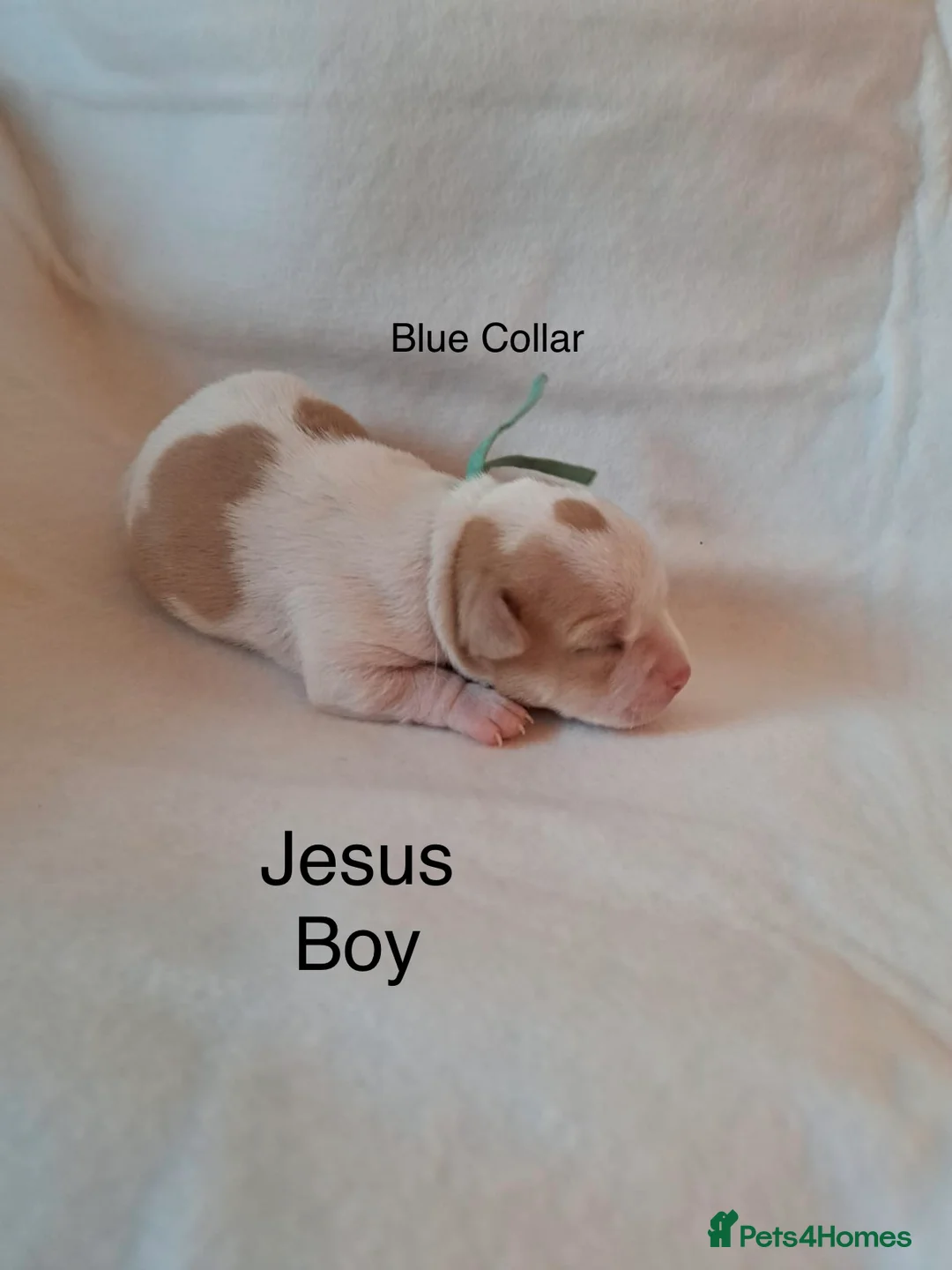 Chihuahua dogs for sale: Beautiful Chihuahua pups 1 Boy left  - Advert 8