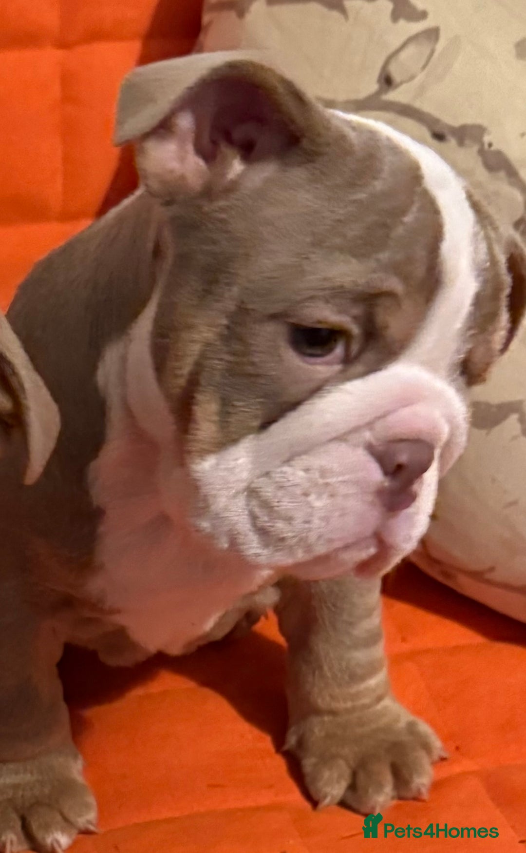 English Bulldog dogs for sale: English bulldogs pup - Image 7