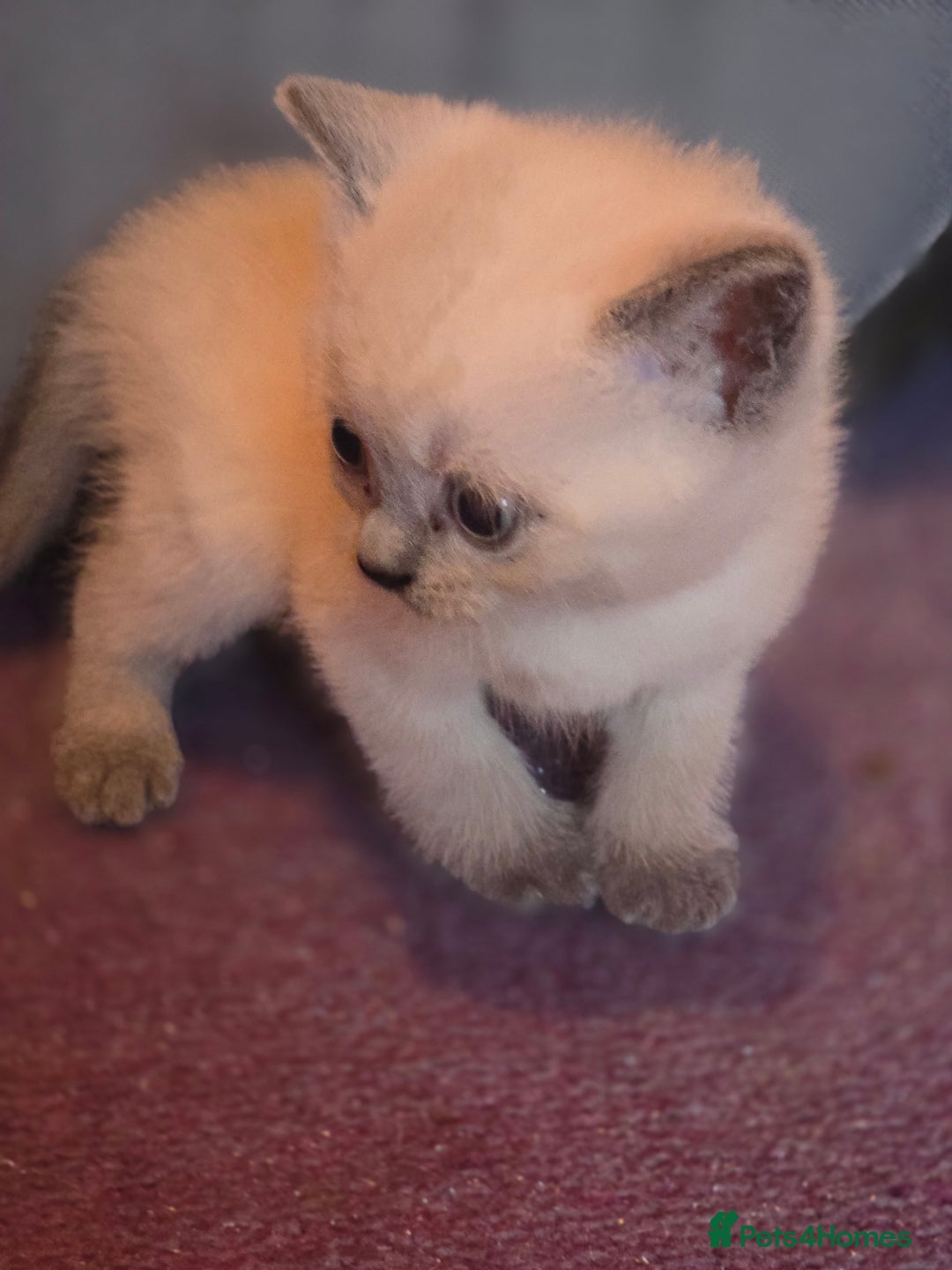 British Shorthair cats for sale: 6 x British Short-haired Blue kittens for sale - Image 5