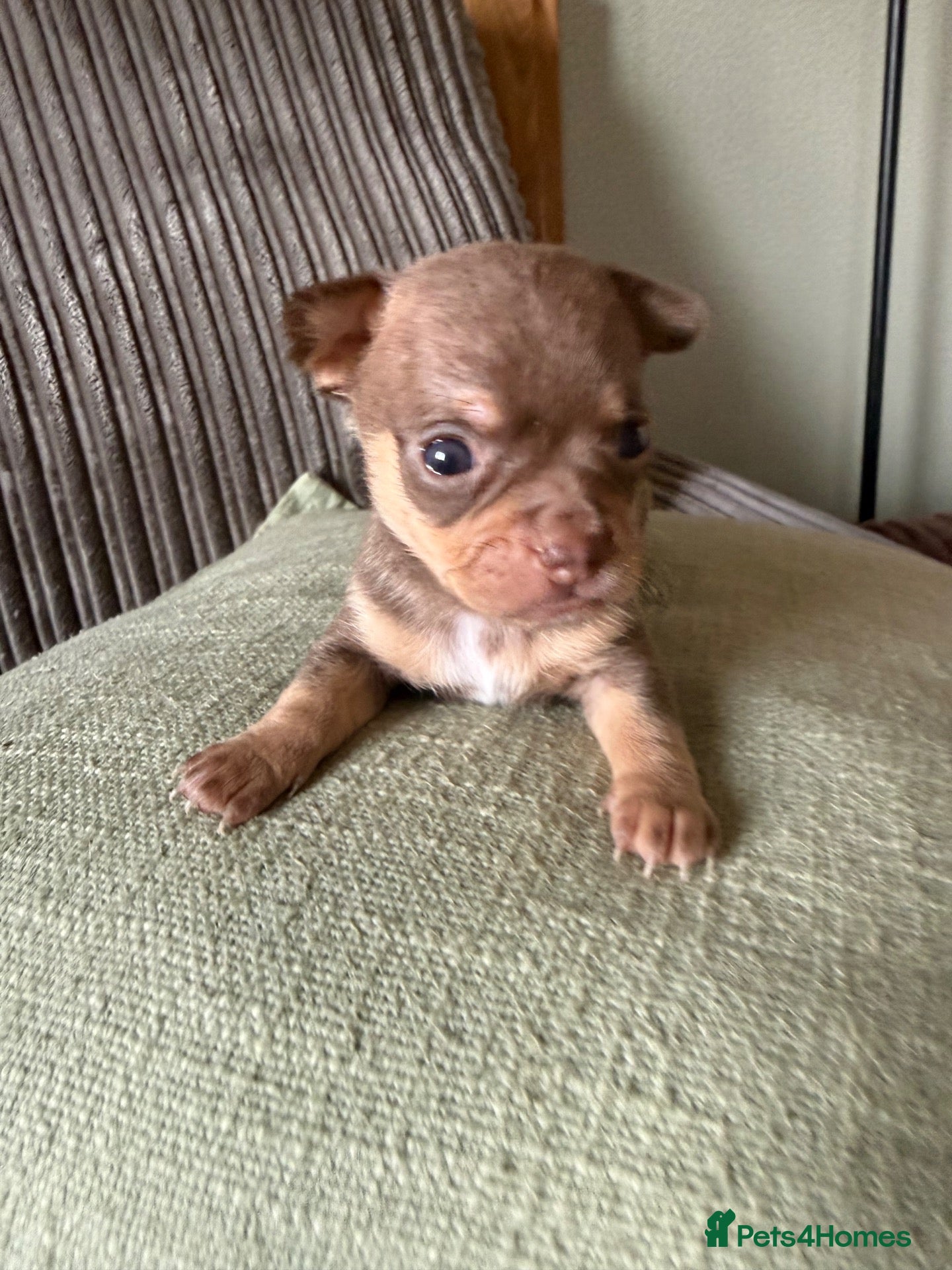 Chihuahua dogs Beautiful litter of chihuahua puppies  - Advert 4