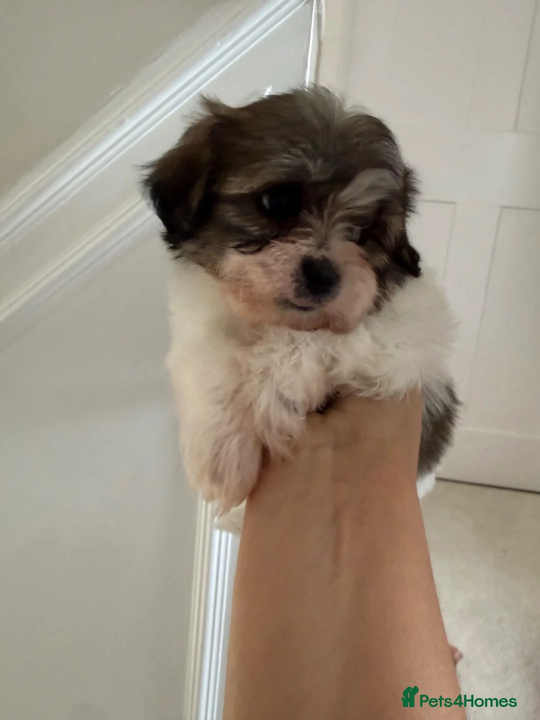 Zuchon dogs for sale: Bichon x shitzu zuchon teddy bear puppies  - Advert 14