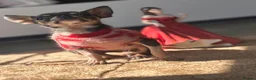 Chihuahua dogs for sale: Very tiny chihuahua - Advert 3