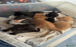 Domestic Shorthair cats for sale: 6 beautiful babies 5 boys and 1 girl - Image 23