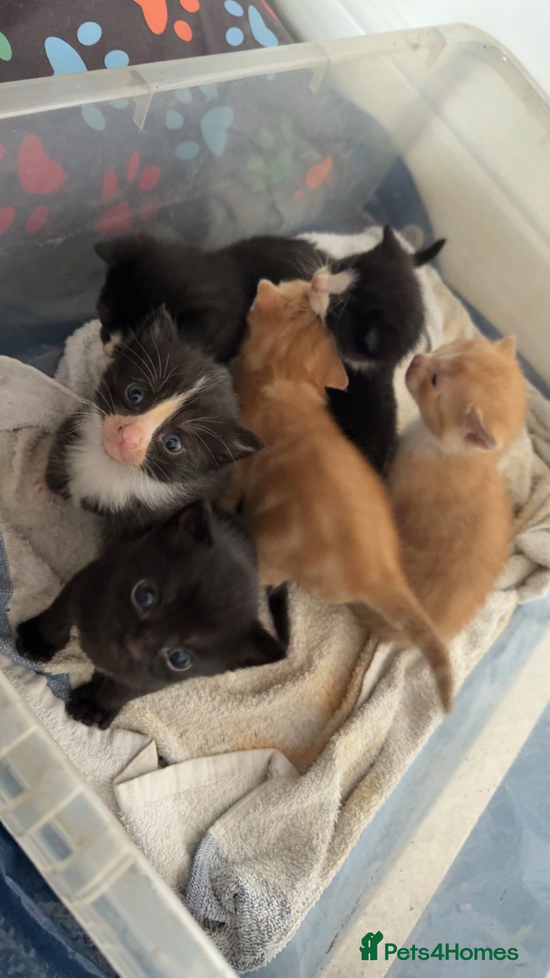 Domestic Shorthair cats for sale: 6 beautiful babies 5 boys and 1 girl - Image 23