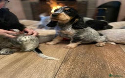 Cocker Spaniel dogs for sale: Stunning KC Show Cocker Spaniels - Image 17