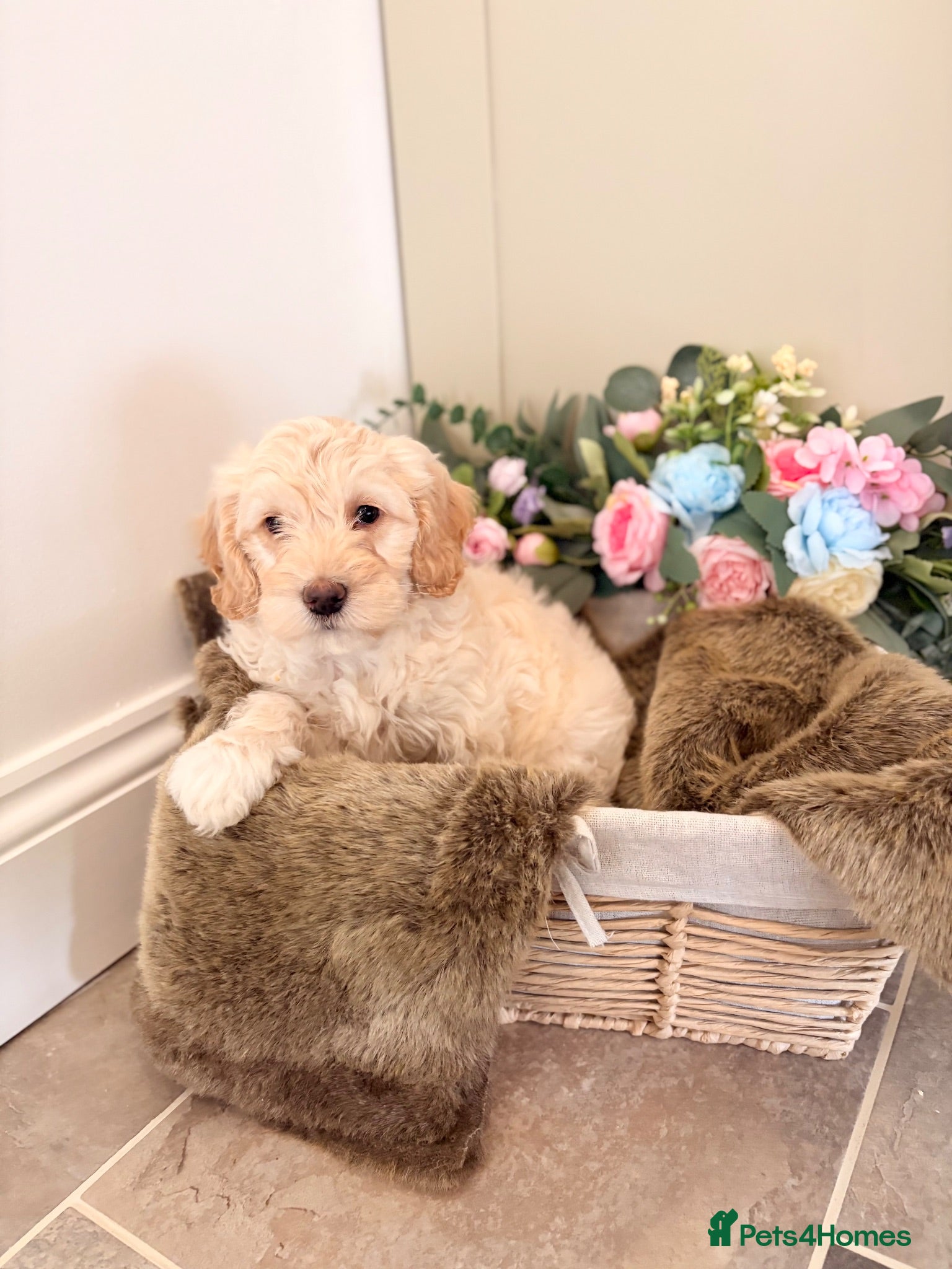 Cockapoo dogs Gorgeous F1B cockapoo puppy’s for sale  - Advert 3