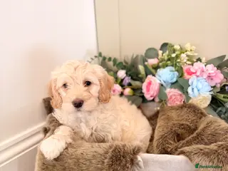 Cockapoo dogs Gorgeous F1B cockapoo puppy’s for sale - Advert 3