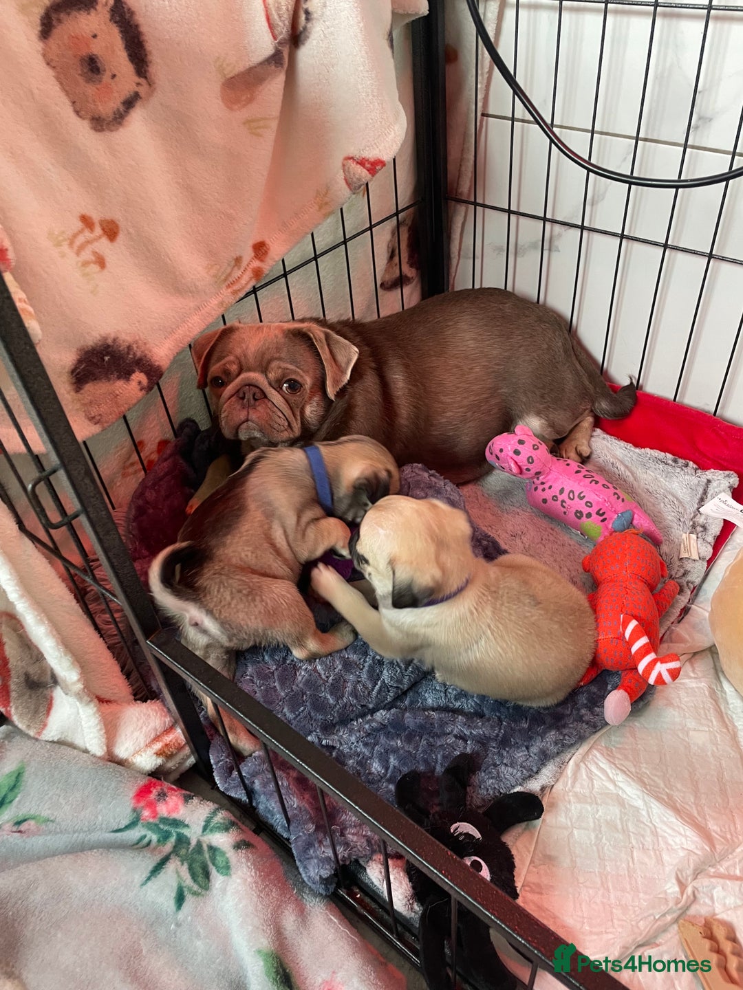 Pug dogs for sale: Pretty Female Pug Puppies x2 HEALTHY & HAPPY  - Image 20