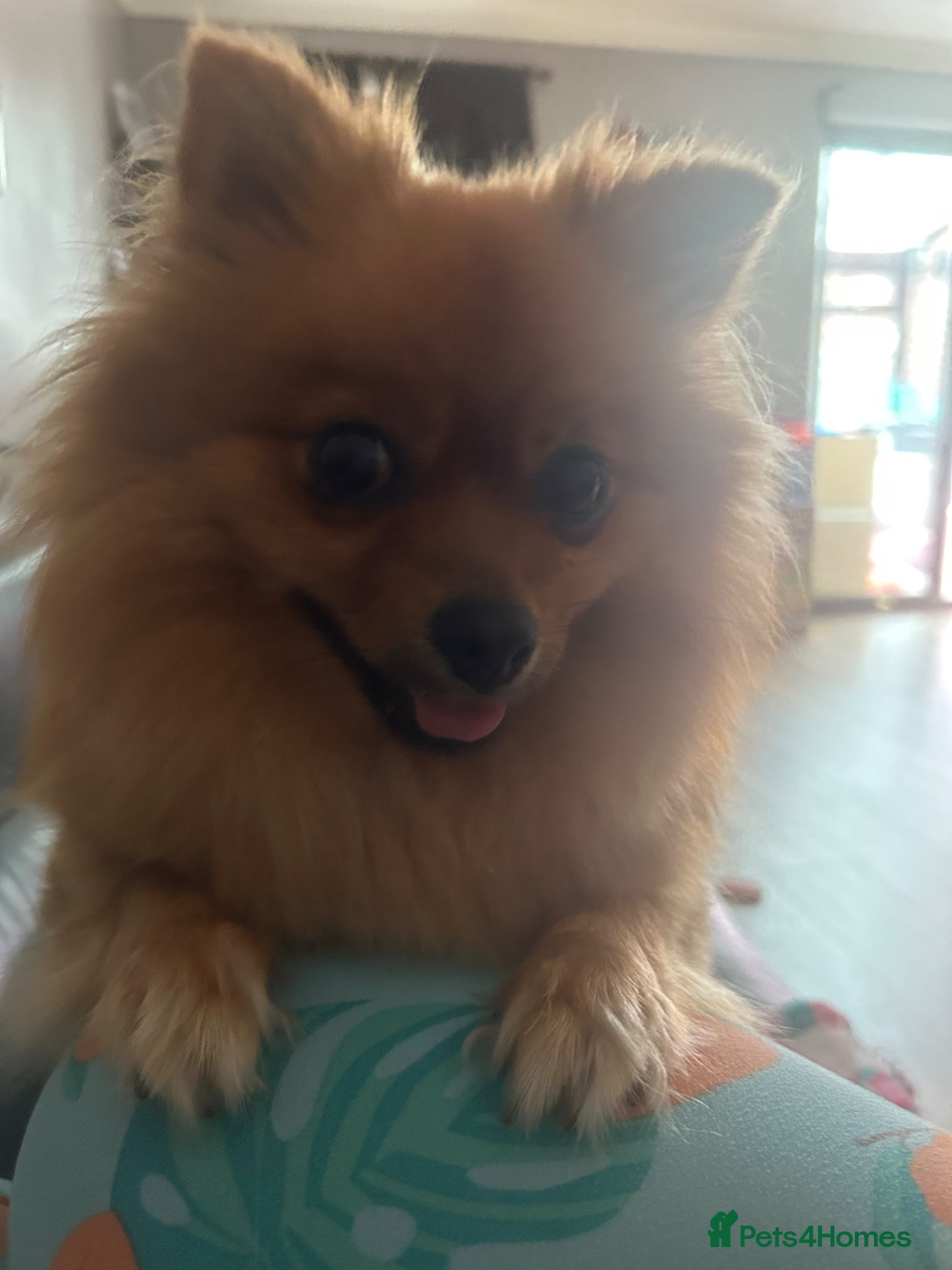 Pomeranian dogs for sale: Looking for her new family - Advert 7