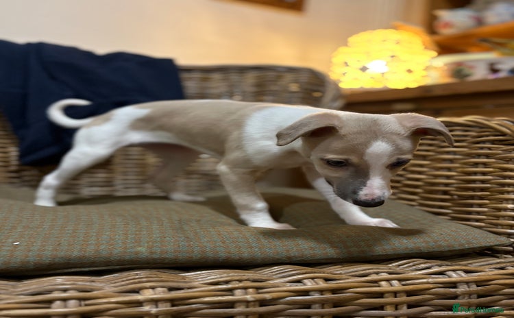 Whippet dogs KC Whippet puppies - Advert 2