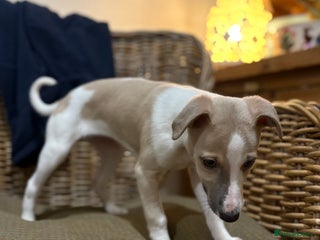 Whippet dogs KC Whippet puppies - Advert 7