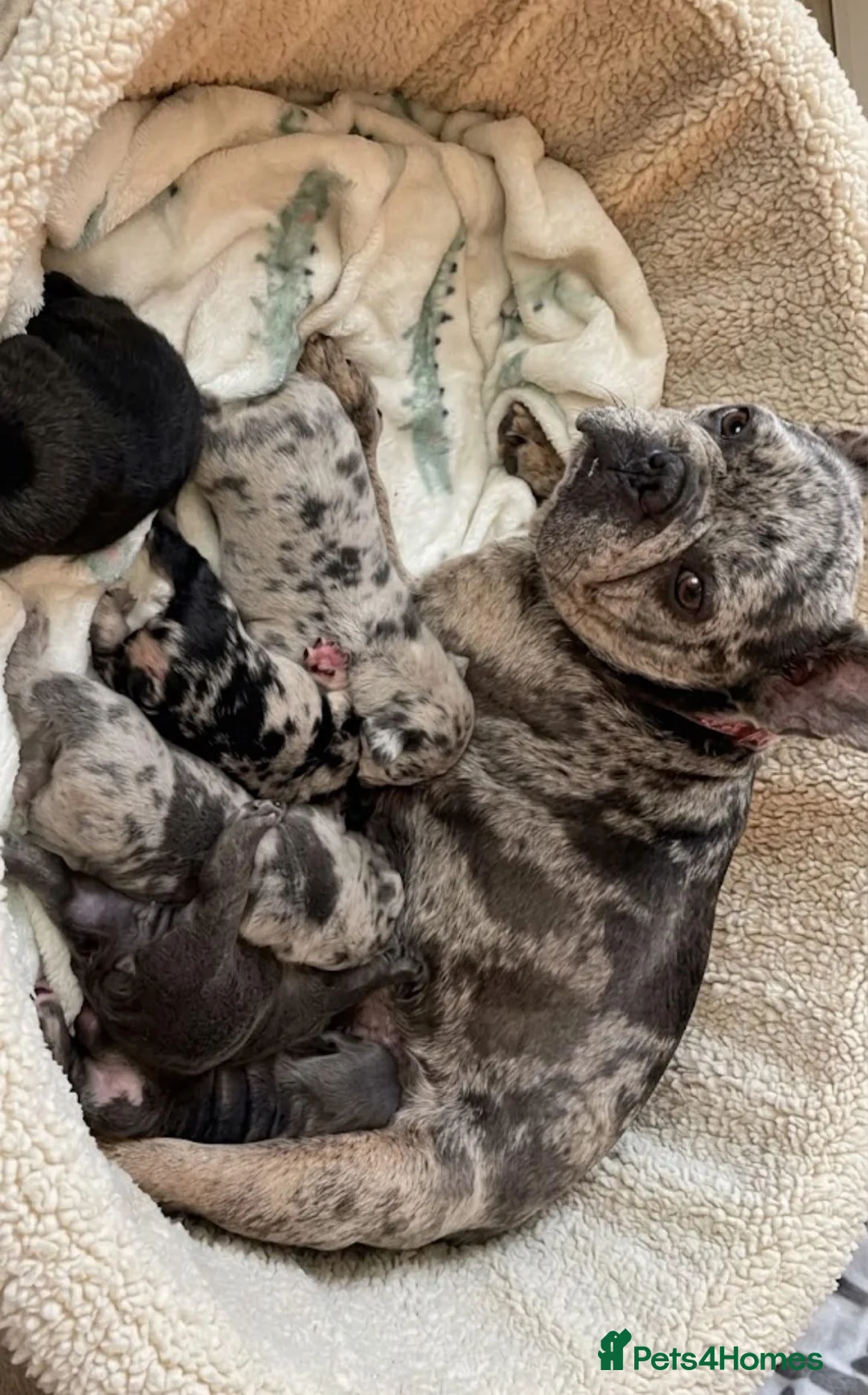 French Bulldog dogs for sale: French bulldog puppy's  in Epsom - Advert 2