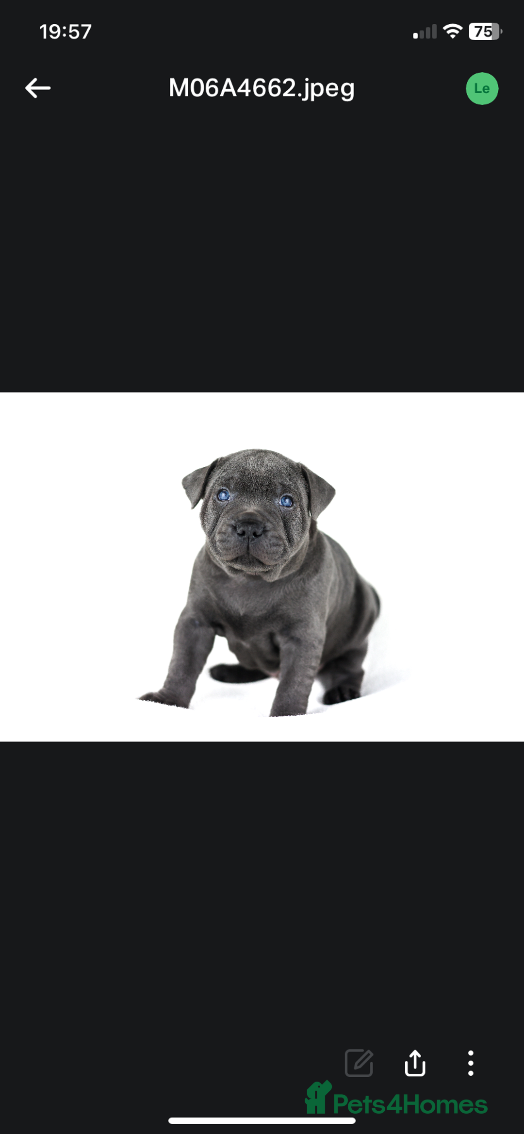 Staffordshire Bull Terrier dogs for stud: PROVEN Staffordshire bull terrier stud  - Advert 21