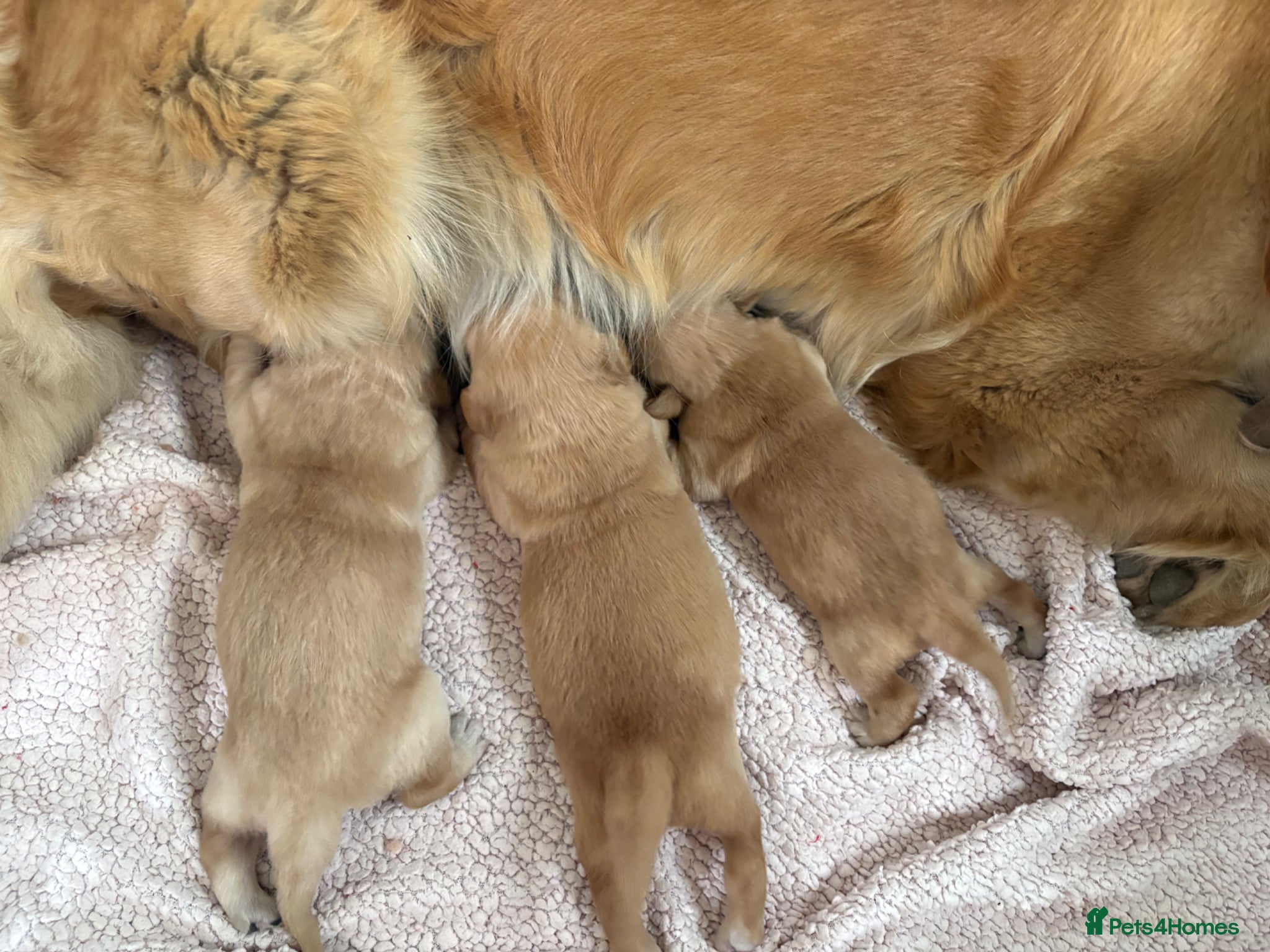 Golden Retriever dogs Dark golden retriever puppies kc reg - Advert 7