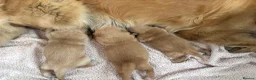 Golden Retriever dogs for sale: Dark golden retriever puppies kc reg - Advert 1