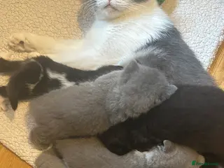 British Shorthair cats My British shorthair babies😻looking for new home - Advert 1