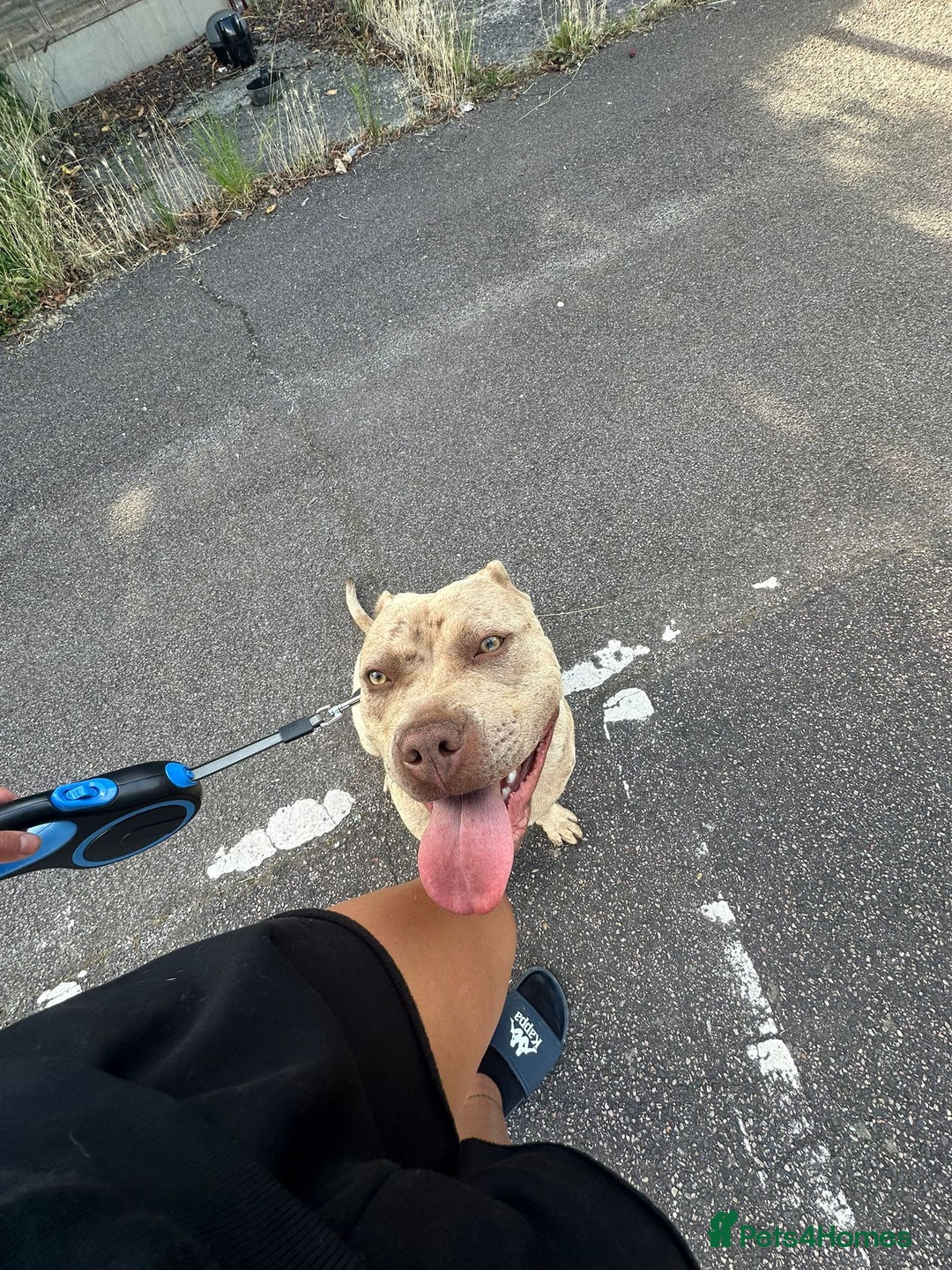 American Bully dogs for sale: Playful Female American Bully for Sale - 2 Yrs Old - Image 1
