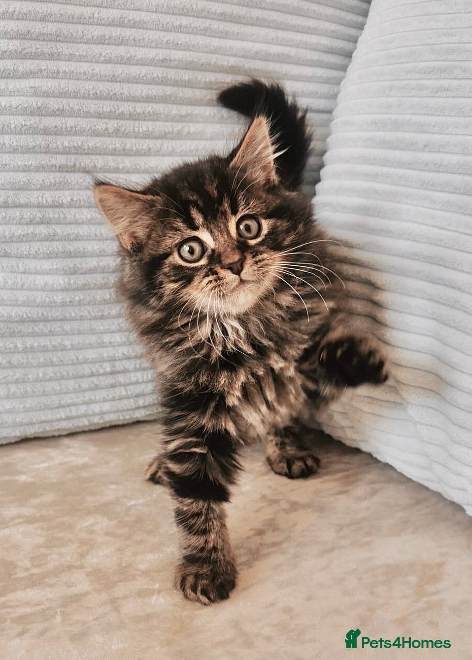 Maine Coon cats Maine Coon Kittens - Advert 17