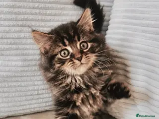 Maine Coon cats Maine Coon Kittens - Advert 17