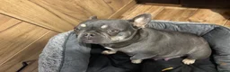French Bulldog dogs for sale: French bulldog Princess - Advert 4